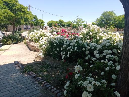 عکس بوستان صدف