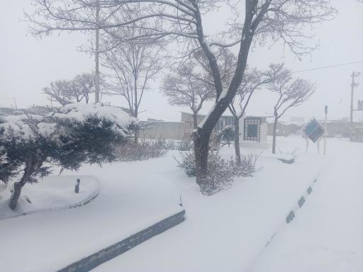 عکس بوستان صدف