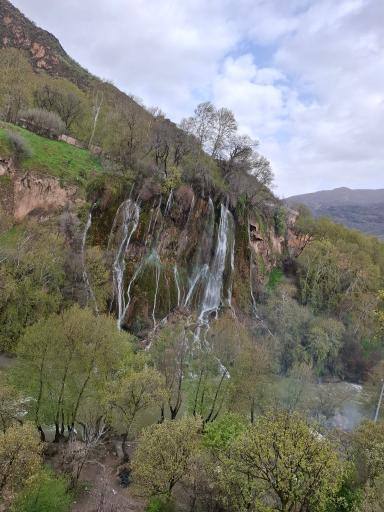 عکس بیشه