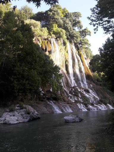 عکس بیشه