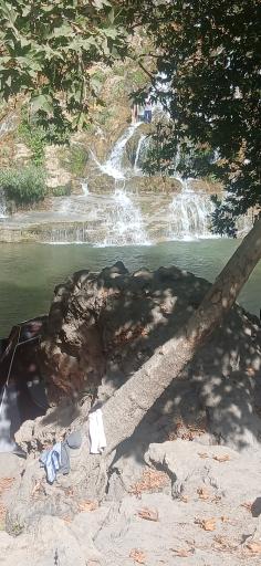 عکس بیشه