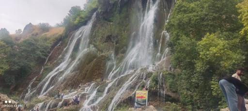 عکس بیشه