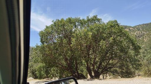 عکس بیشه