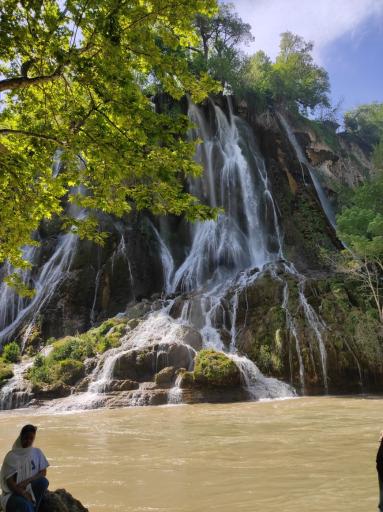 عکس بیشه
