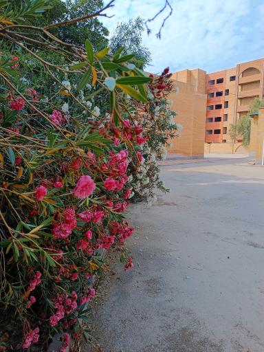 عکس دانشکده فنی و حرفه ای پسرانه شهید چمران