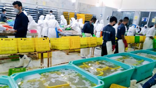 عکس شرکت عمل آوری آبزیان مه پروتئین