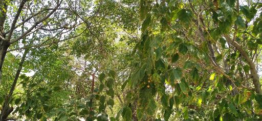 عکس بوستان شهید مکی آبادی 