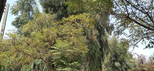 عکس بوستان شهید مکی آبادی 