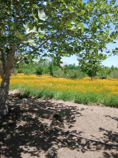 عکس چمن زارهای آمریکا