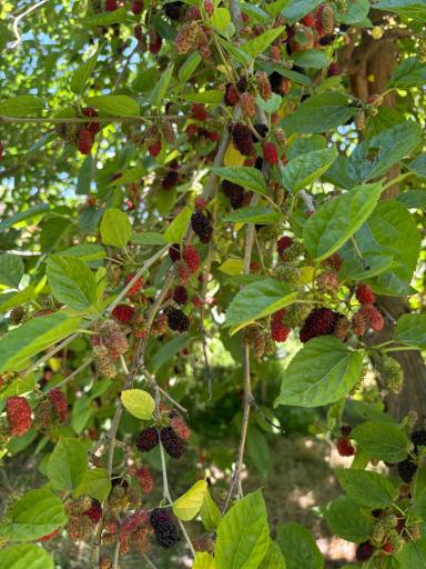 عکس باغ توت عمو نوروز