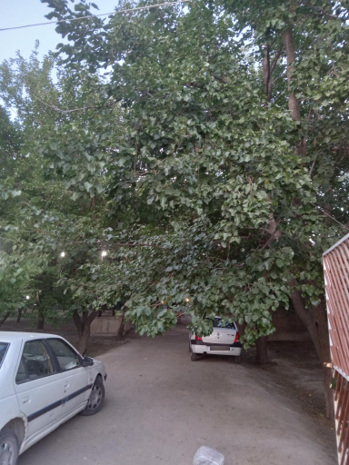 عکس باغ توت عمو نوروز