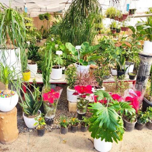 عکس حانا گل