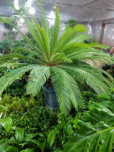 عکس حانا گل