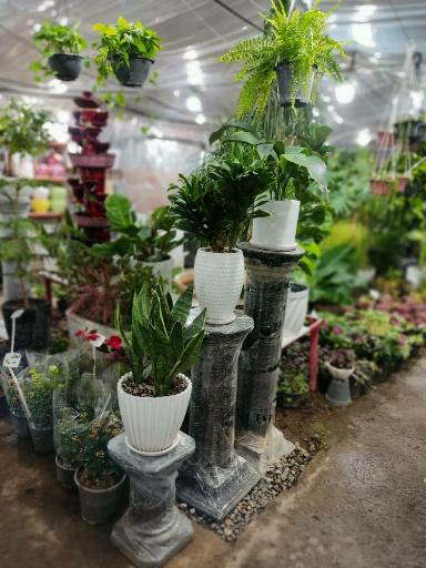 عکس حانا گل