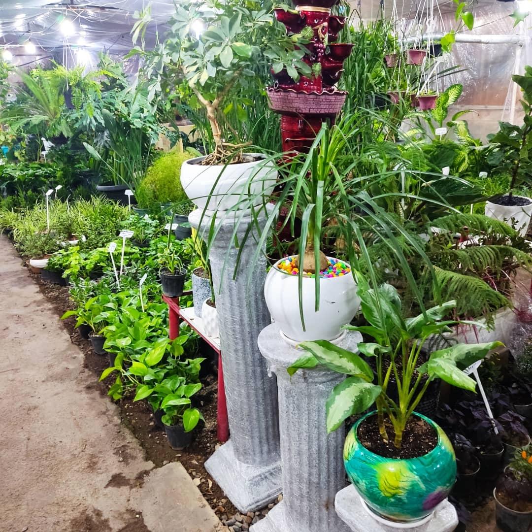 عکس حانا گل