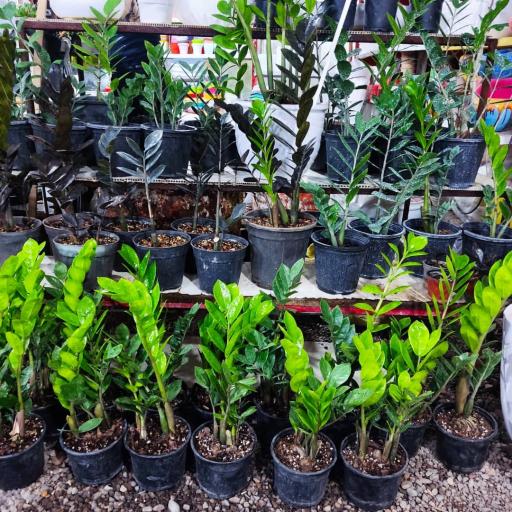 عکس حانا گل