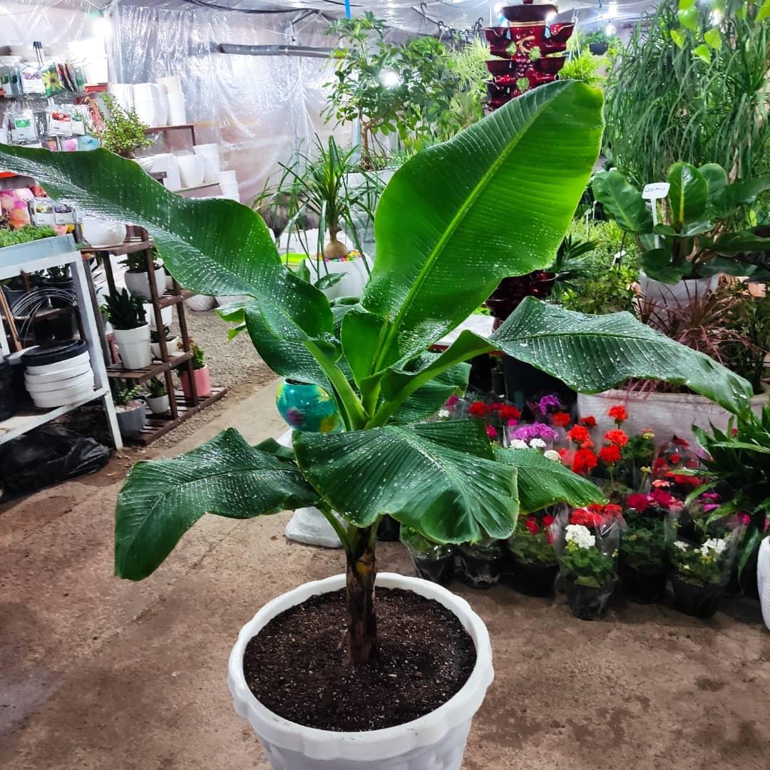 عکس حانا گل