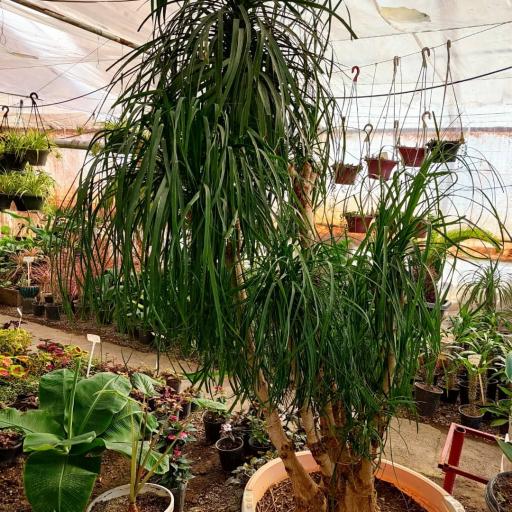 عکس حانا گل