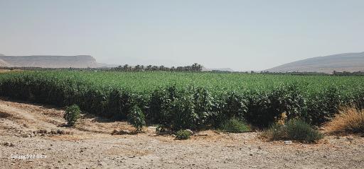عکس گراش