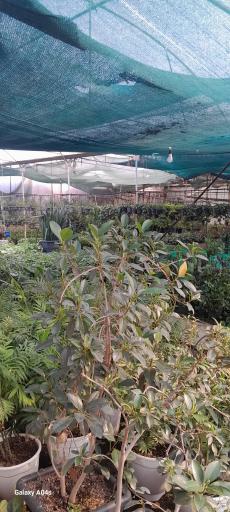 عکس گلخانه شریفی