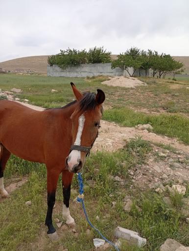 عکس چمن مصنوعی ستارگان