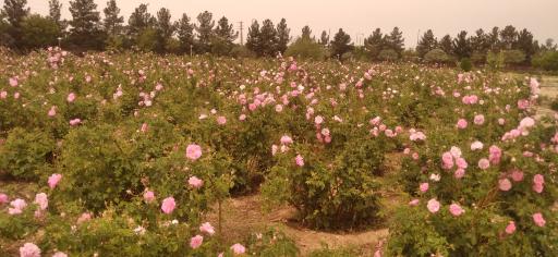 عکس دانشگاه شاهد