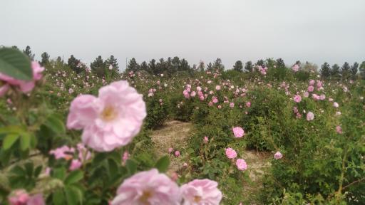 عکس دانشگاه شاهد