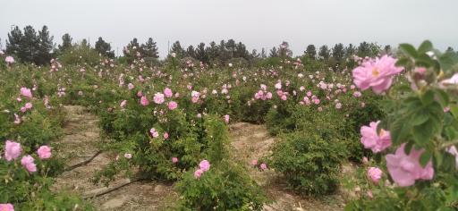 عکس دانشگاه شاهد