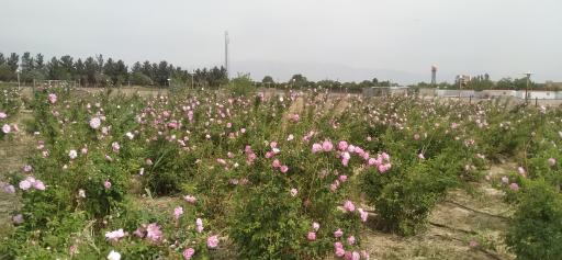 عکس دانشگاه شاهد
