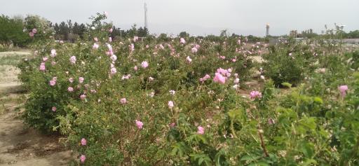 عکس دانشگاه شاهد