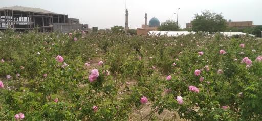 عکس دانشگاه شاهد