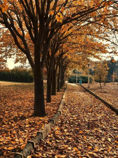 عکس دانشگاه شاهد