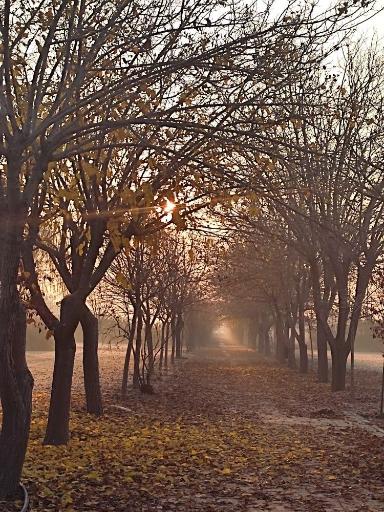 عکس دانشگاه شاهد