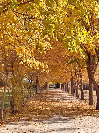 عکس دانشگاه شاهد