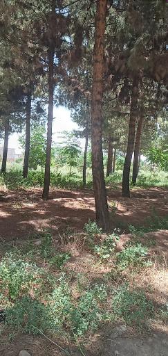 عکس جنگل دست کاشت کاج (قائم)