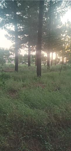 عکس جنگل دست کاشت کاج (قائم)