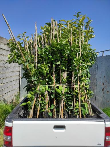 عکس نهالستان قمی کلا