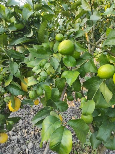 عکس نهالستان قمی کلا