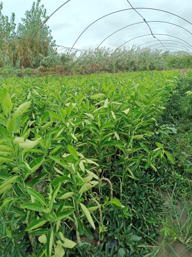 عکس نهالستان قمی کلا