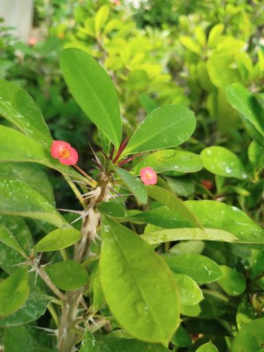 عکس باغچه امروز مادر