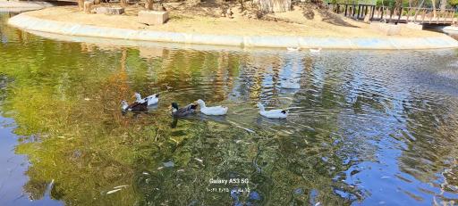 عکس باغ پرندگان بندر عباس