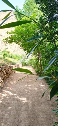 عکس گویزه کویر