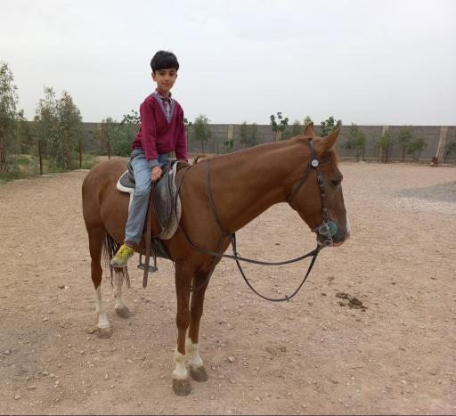 عکس مرکز پرورش اسب جنت