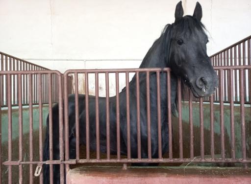 عکس مرکز پرورش اسب جنت