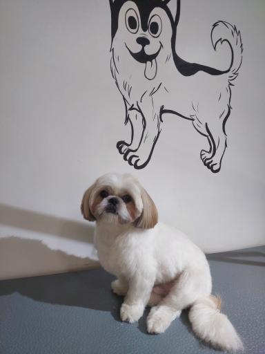 عکس خدمات درمانی حمایت امن کیا (پتوکیا)