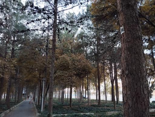 عکس بوستان ارشاد