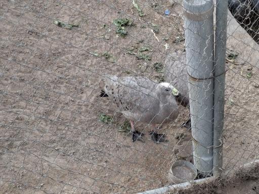 عکس باغ پرندگان قم