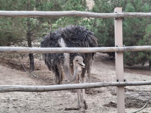 عکس باغ پرندگان قم