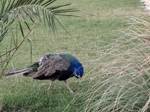 عکس باغ پرندگان قم