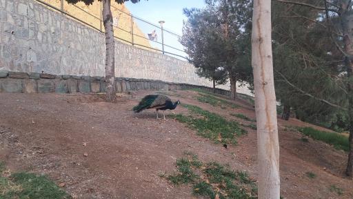 عکس باغ پرندگان قم